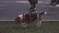 a dog walking on a leash